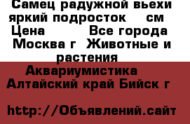 Самец радужной вьехи яркий подросток 15 см › Цена ­ 350 - Все города, Москва г. Животные и растения » Аквариумистика   . Алтайский край,Бийск г.